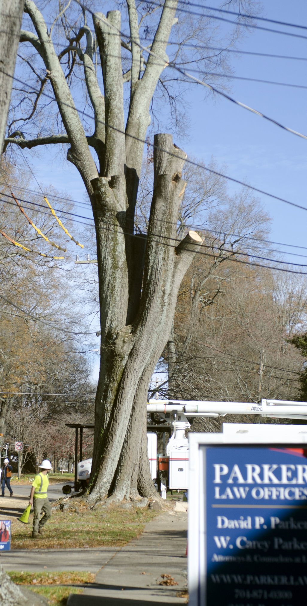 Tree removal